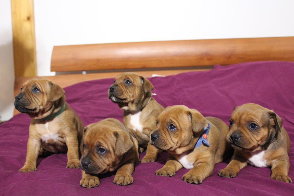 Chiot Staffordshire Bull Terrier Des Sentinelles Du Bohain